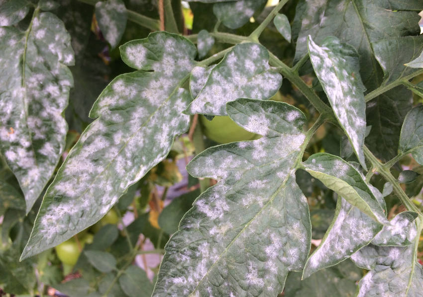 tomato- powdery mildew